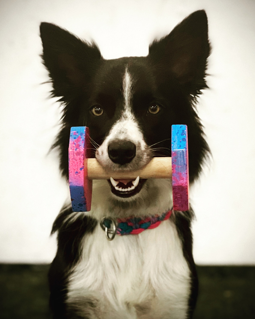 Kveldsstevne lydighet 19.02.2024